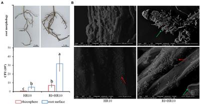 Colonization by the Mycorrhizal Helper Bacillus pumilus HR10 Is Enhanced During the Establishment of Ectomycorrhizal Symbiosis Between Hymenochaete sp. Rl and Pinus thunbergii